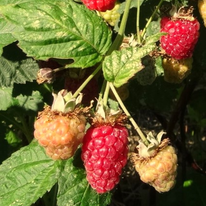 loganberry