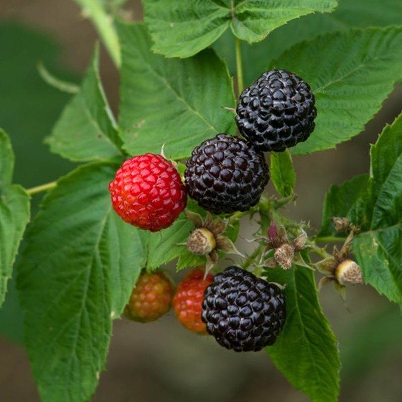 malina black jewel