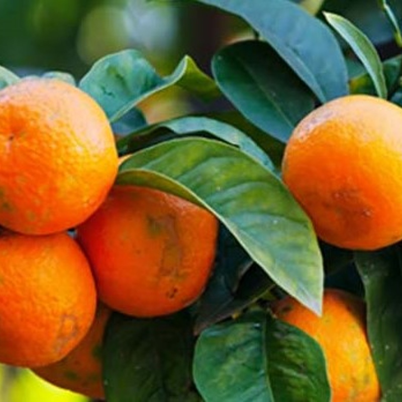 mandarina zorica rana