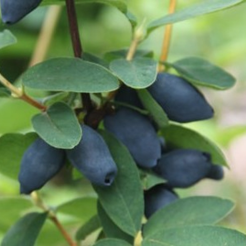 sibirska borovnica sinoglaska
