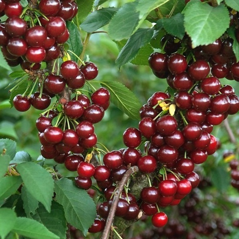 visnja kelleris 16