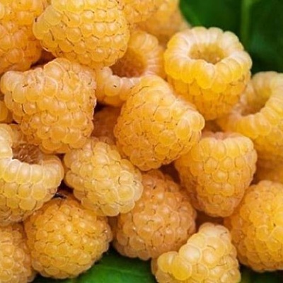 Maline ‘Golden Bliss’ LONEC