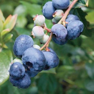 Ameriška borovnica Blue Gold LONEC