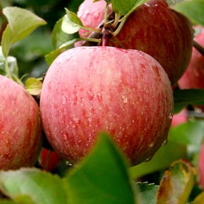 Jablana Fuji Kiku M7srednjedebelna GOLA KORENINA