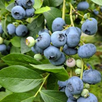 Ameriška borovnica ‘Patriot’ LONEC