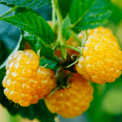 Maline ‘Fallgold’ (Večkrat rodna malina) LONEC