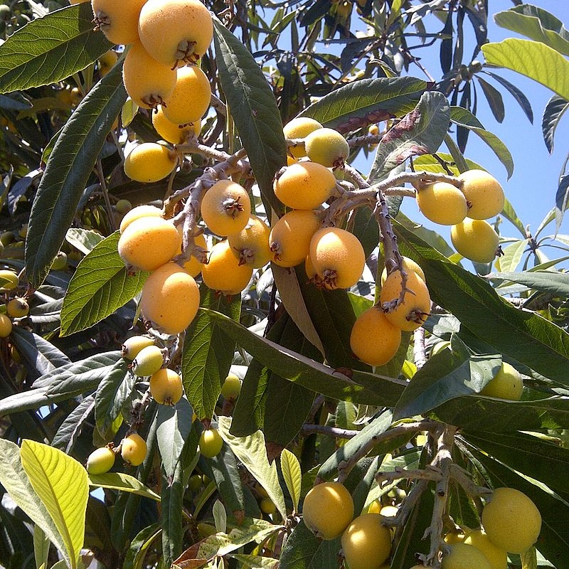 loquat 0