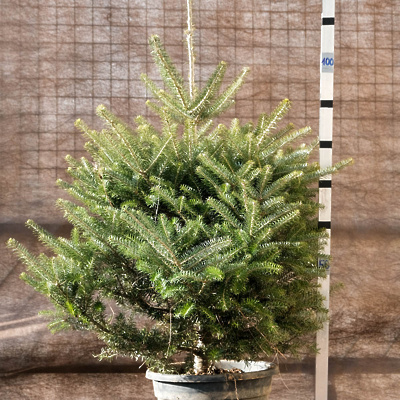 Novoletna Jelka 100-120cm (1)