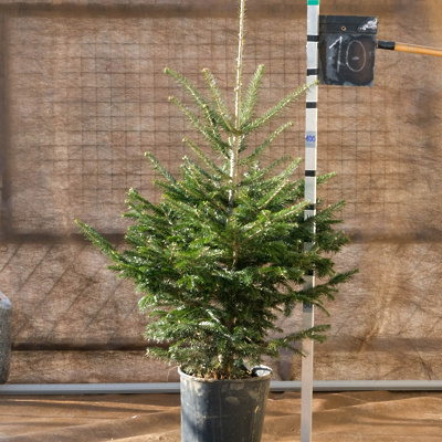 Novoletna Jelka 120-150cm (10)