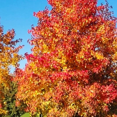 Liquidambar STYRACIFLUA 80-100cm LONEC