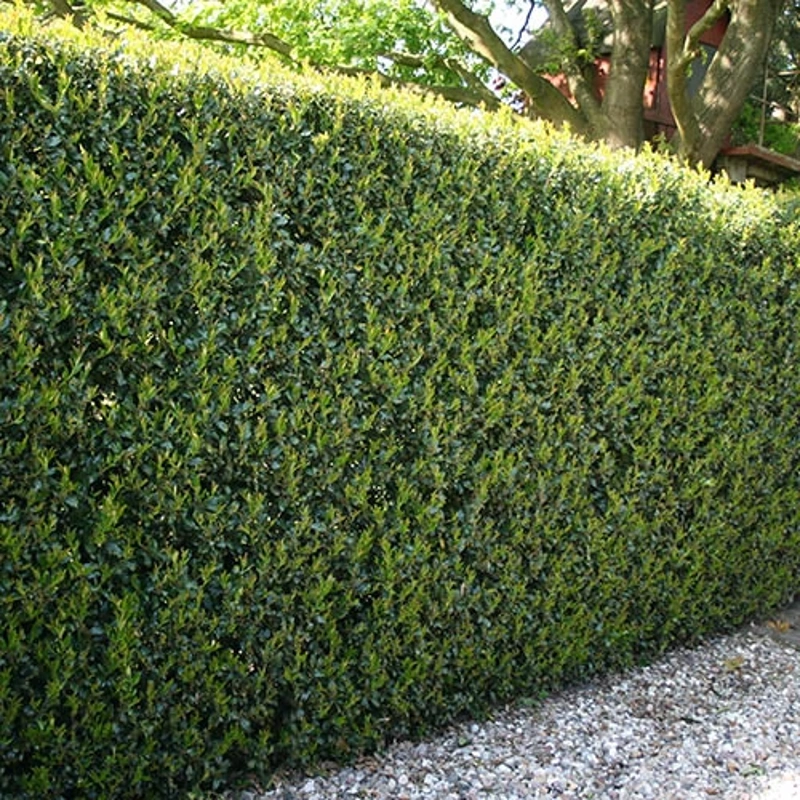 ilex-cernata