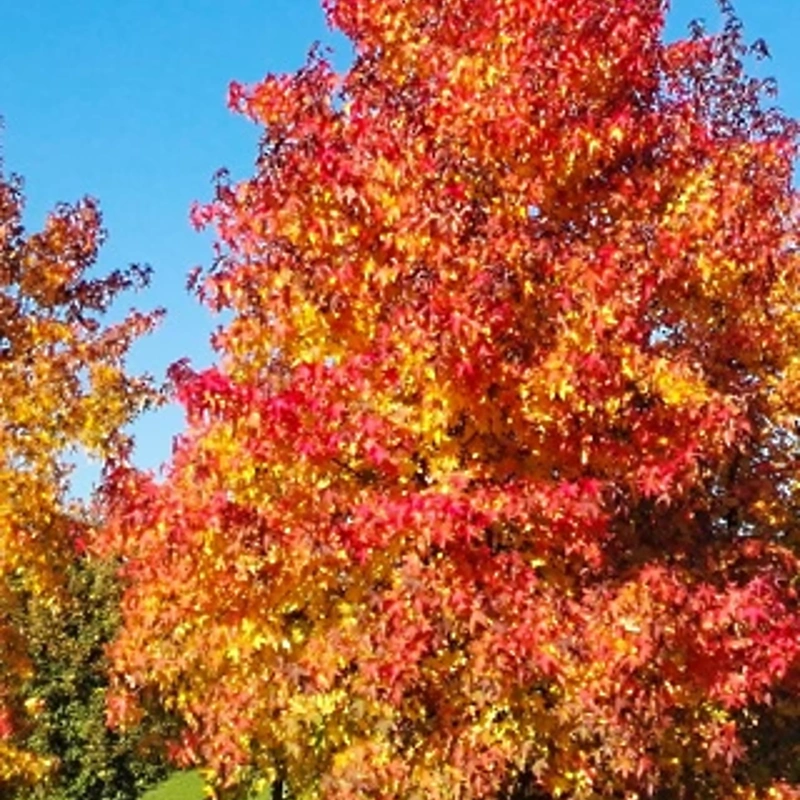 liquidambar styraciflua