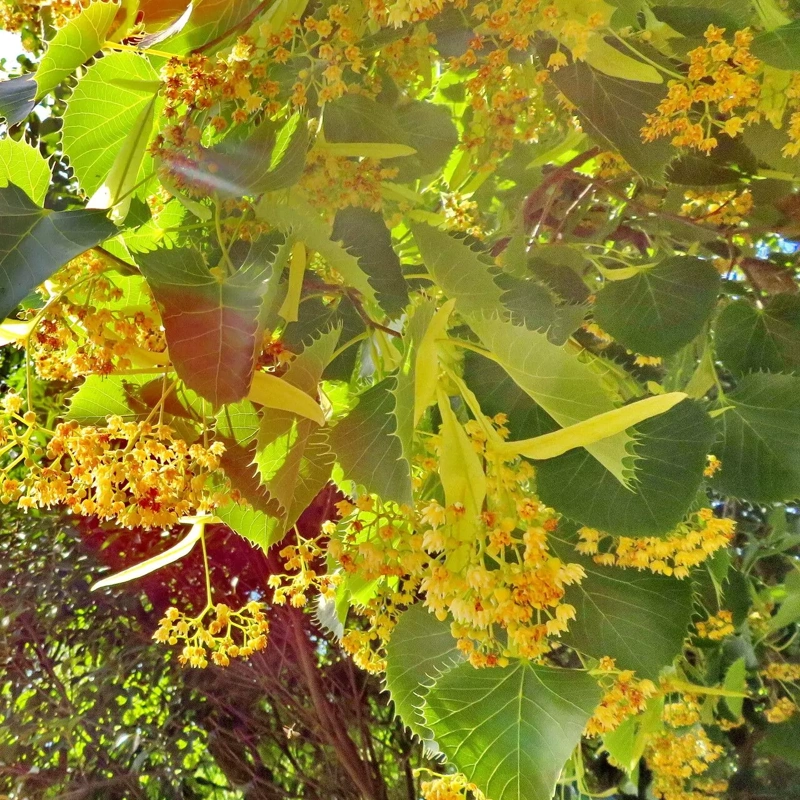 tilia henriana