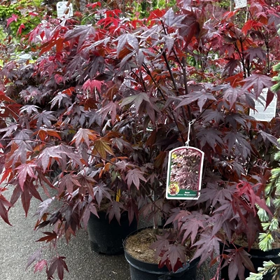 Acer palmatum 'Atropurpureum' LONEC C7.5