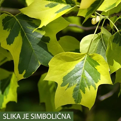 Liriodendron T. AUREOMARGINATUM. 125-150cm LONEC 