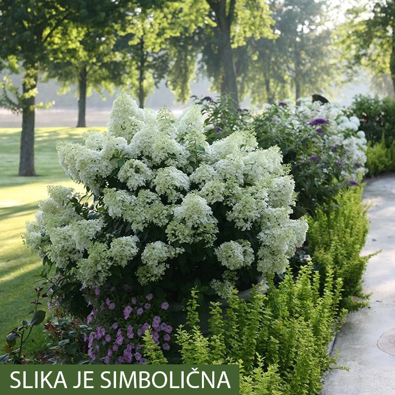 hydragea piniculata bobo copy