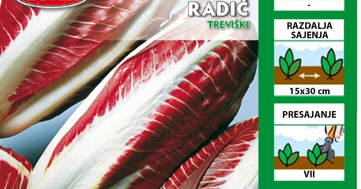 Radič Treviški | Sadike.si