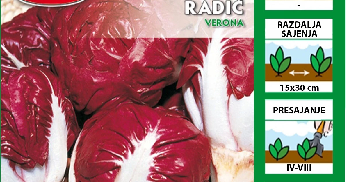 Radič Verona | Sadike.si