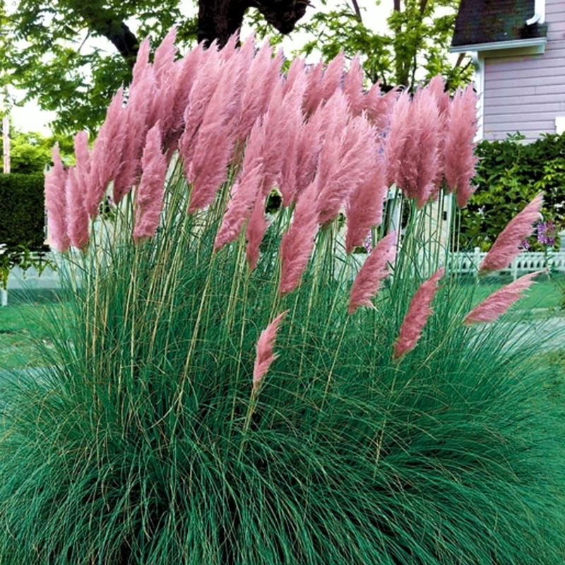 pampaska trava cortadea selloana pink feather