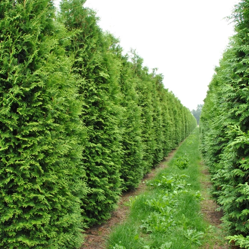 thuja occidentalis brabant