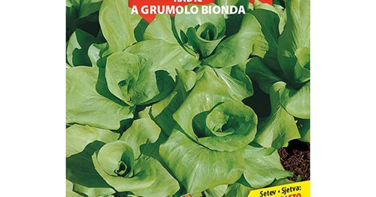 Radič Grumolo Bionda Big Pack 18g | Sadike.si