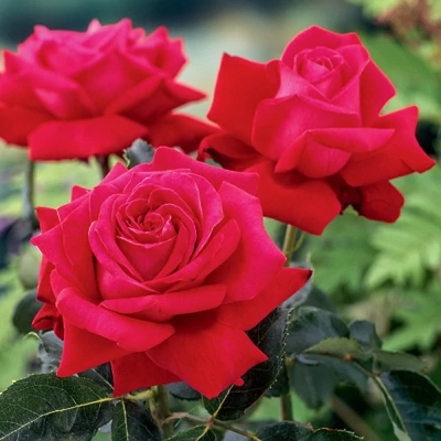 Vrtnica Čajevka Dame de Coeur LONEC