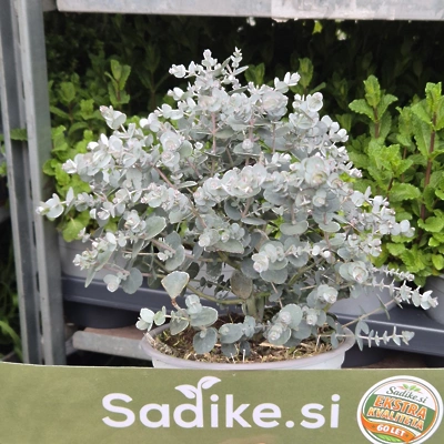 Eucalyptus Gunnii - Evkaliptus (prezimni) P14 LONEC