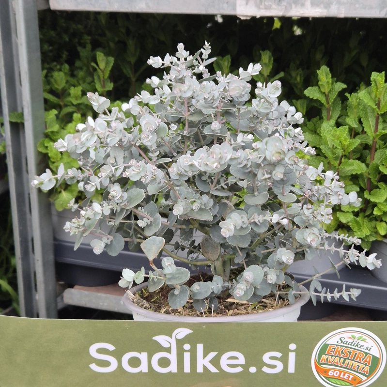 eucalyptus gunnii evkaliptus prezimni p14 lonec