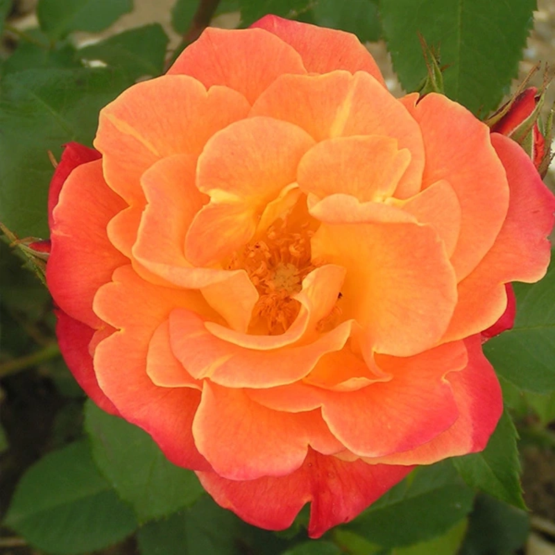 westerland shrub rose