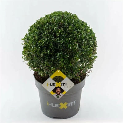 Ilex crenata Dark Green LONEC