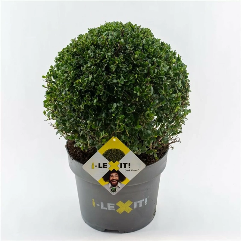 ilex crenata dark green 15 cm ball c2 1366x1366 68470e5859e82l