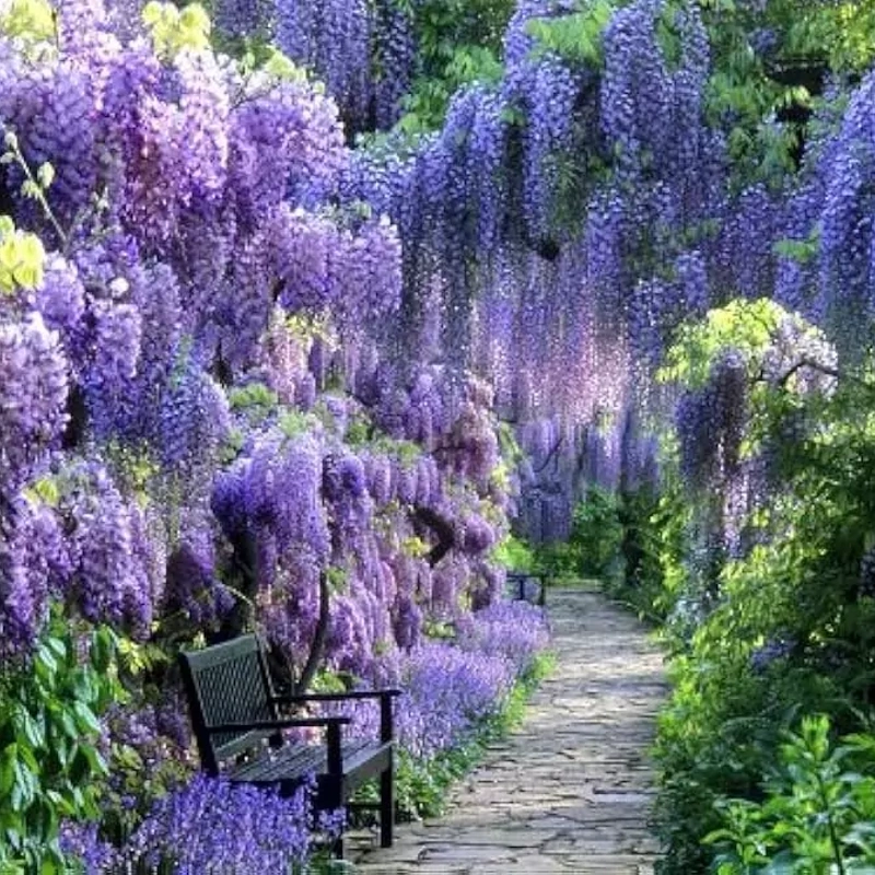 wisterija blue moon