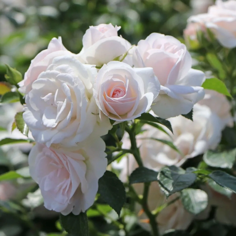 vrtnica aspirin rose