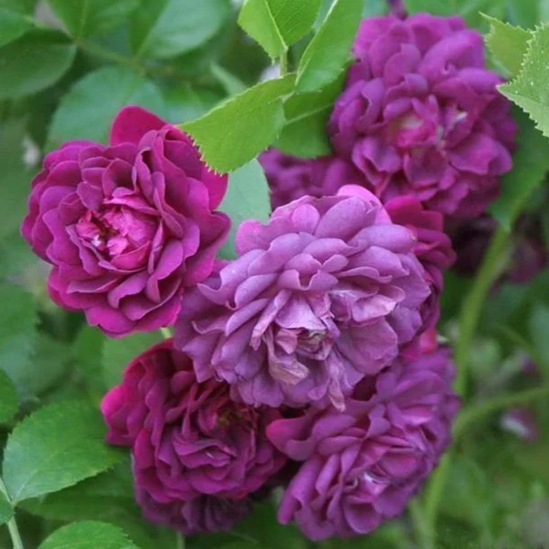 vrtnica blue magenta