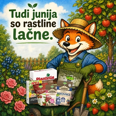 Kaj v vrtu dognojevati v drugi polovici junija?