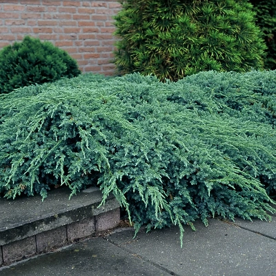 Juniperus Sq. Blue Carpet LONEC