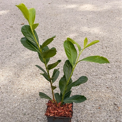 Lovorikovec Prunus L. Caucasica P9 LONEC