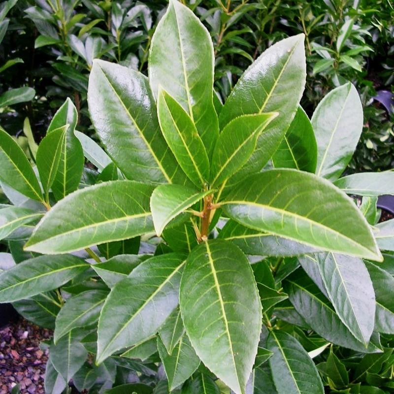 prunus caucasica