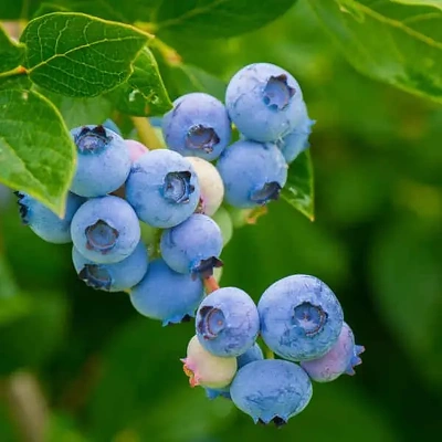 Ameriška borovnica Bluejay LONEC