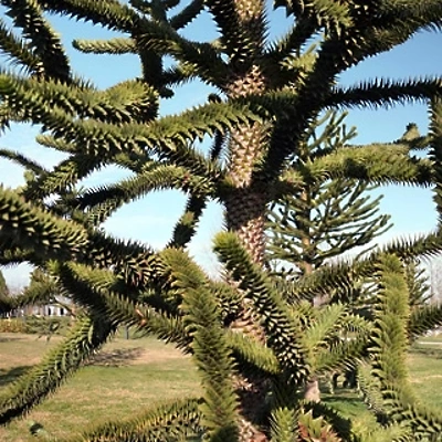 Araucaria Aravkarija (opičje drevo) 30-40cm LONEC