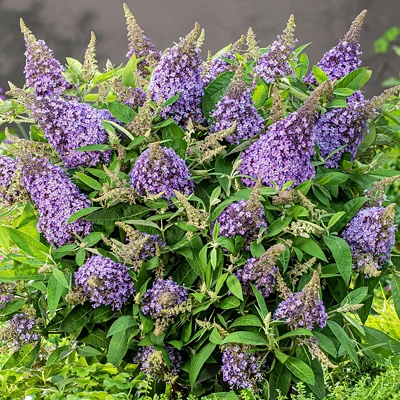 Buddleja B Candy Lila Sweet C3 LONEC