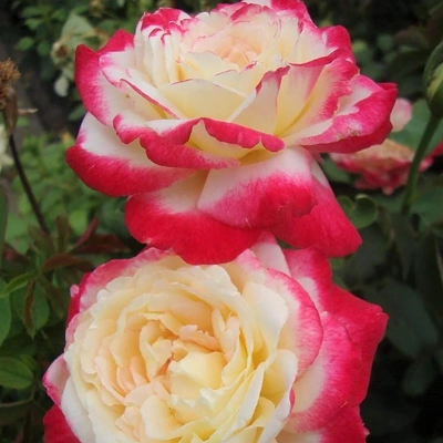 Vrtnica Stebelna 100cm Double Delight LONEC