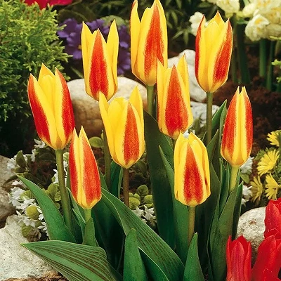 Čebulice Tulipan Giuseppe verdi 20kom