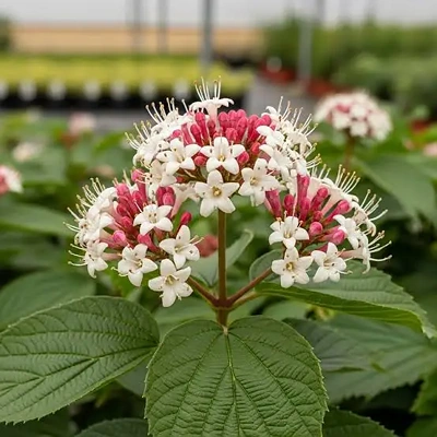 Heptacodium Miconioides 40-60cm LONEC