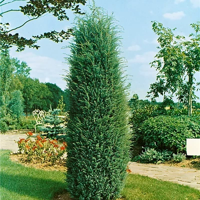 Juniperus Com. Hibernica 20-40cm LONEC