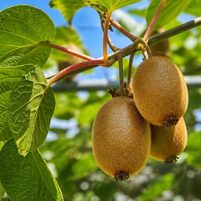 Kivi Boskoop (samooplodni) LONEC