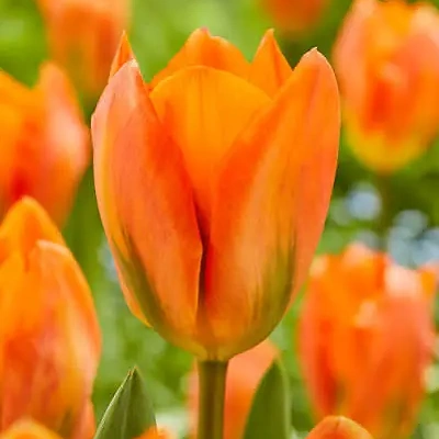 Čebulice Tulipan Orange Emperor 5kom