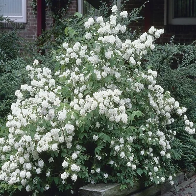 Philadelphus Dame Blanche 20-40cm LONEC
