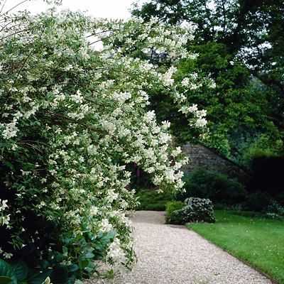 Philadelphus Limoinei 40-60cm LONEC