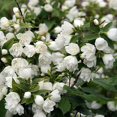 Philadelphus Snowbelle 20-40cm LONEC